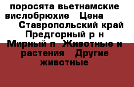 поросята вьетнамские вислобрюхие › Цена ­ 2 500 - Ставропольский край, Предгорный р-н, Мирный п. Животные и растения » Другие животные   . Ставропольский край